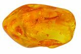 Detailed Fossil Spider (Araneae) in Baltic Amber #163459-3